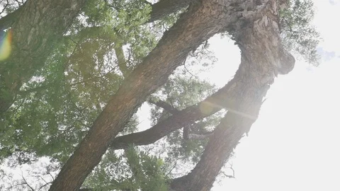 Big tree ant eyes view Stock Footage 91702619