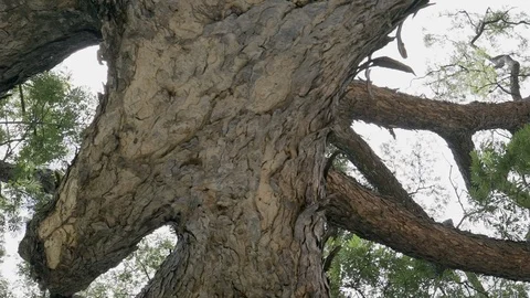 Big tree ant eyes view Stock Footage 91702924