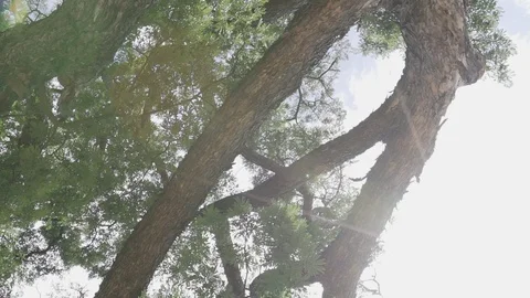 Big tree ant eyes view Stock Footage 91703393