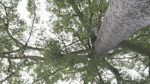 Big tree ant eyes view Stock Footage 91703468