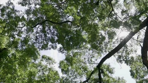 Big tree ant eyes view Stock Footage 91704536
