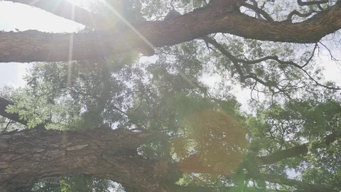 Big tree ant eyes view Stock Footage 91704579