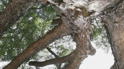Big tree ant eyes view Stock Footage 91704718