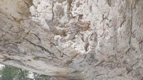 Big tree ant eyes view Stock Footage 91705090