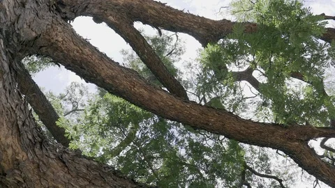 Big tree ant eyes view Stock Footage 91705488