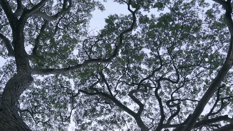 Big tree ant eyes view Stock Footage 91705736