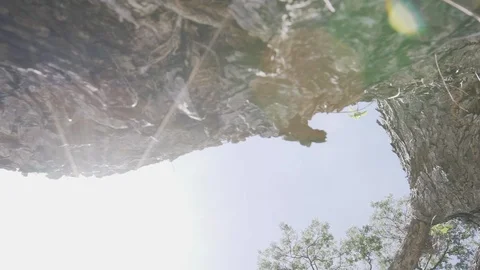 Big tree ant eyes view Stock Footage 91705977