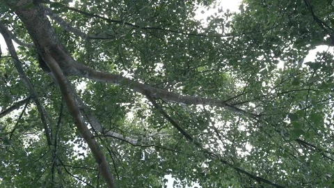 Big tree ant eyes view Stock Footage 91706144