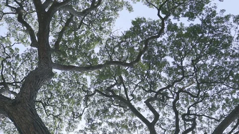 Big tree ant eyes view Stock Footage 91706221
