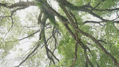 Big tree ant eyes view Stock Footage 91706302