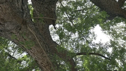 Big tree ant eyes view Stock Footage 91706854