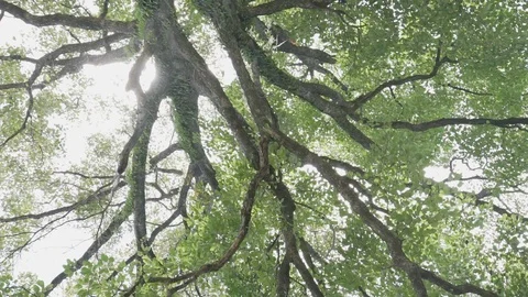 Big tree ant eyes view Stock Footage 91706877