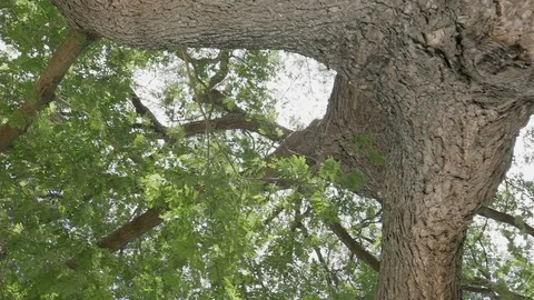 Big tree ant eyes view Stock Footage 91707141