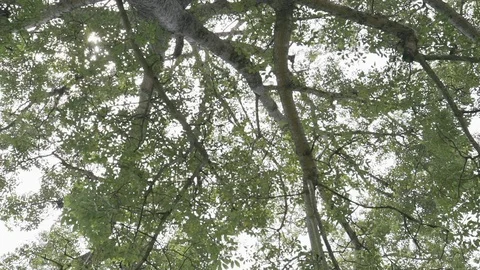 Big tree ant eyes view Stock Footage 91707346