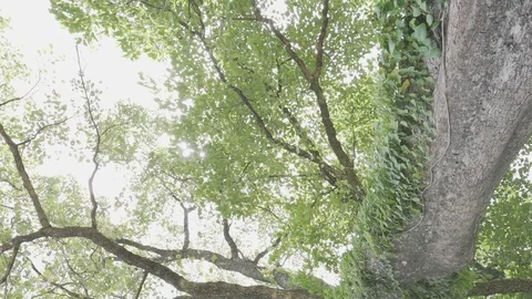 Big tree ant eyes view Stock Footage 91707602
