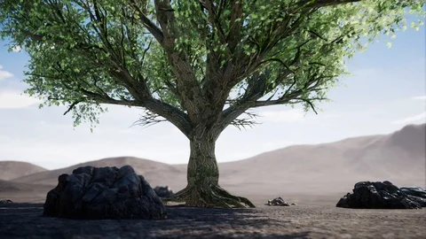 Big Tree In Arid Desert Stock Footage 86640072