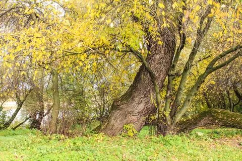 Big tree in autumn Stock Photos