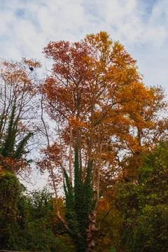 Big tree at autumn Stock Photos