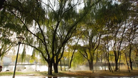 A big tree in the autumn sun Stock Footage 228725959