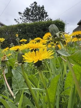 Big tree at the back of yellow and bright dandelions Stock Photos