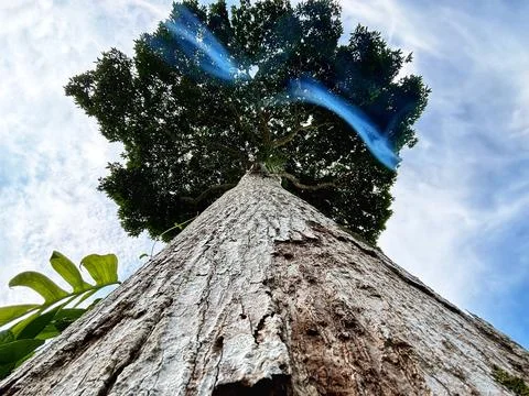 Big Tree Background Stock Photos