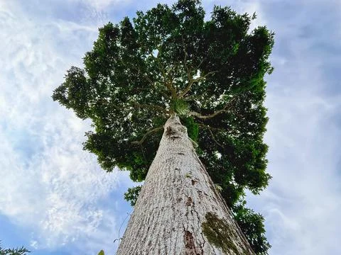 Big Tree Background Stock Photos