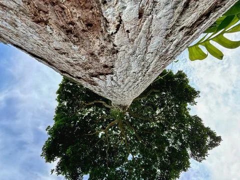 Big Tree Background Stock Photos