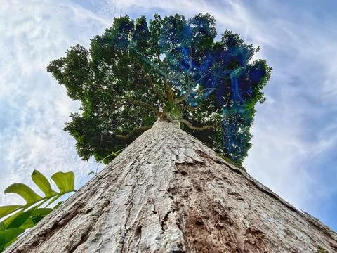 Big Tree Background Stock Photos