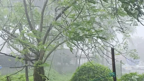 An Big Tree Banding By The Wind Of Storm on An Huge rainfall On Monsoon Season. Stock Footage 339854327