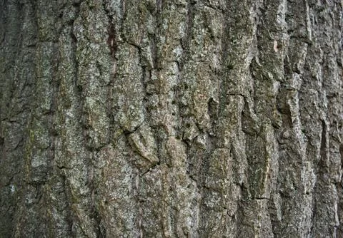 Big tree bark, close up view Stock Photos