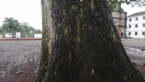 Big Tree Bark Low Angle View Stock Footage 280563152