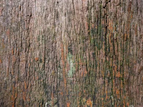 Big tree bark texture with green moss use us nature background Stock Photos