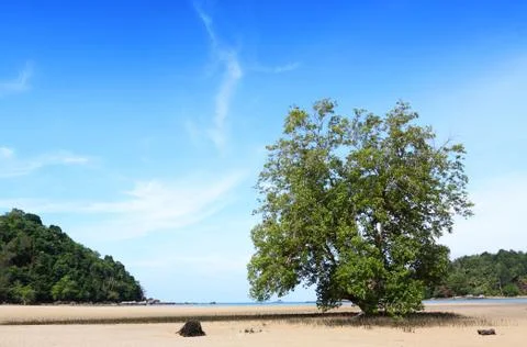 Big tree on the beach at layan beach phuket thailand Stock Photos