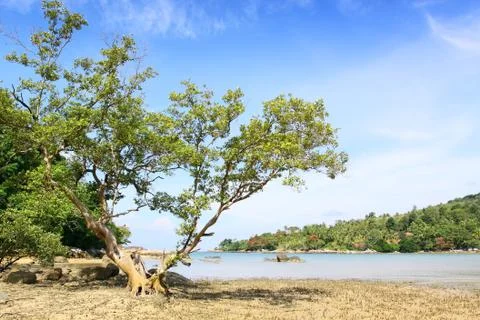 Big tree on the beach at layan beach phuket thailand Stock Photos