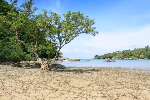 Big tree on the beach at layan beach phuket thailand Stock Photos