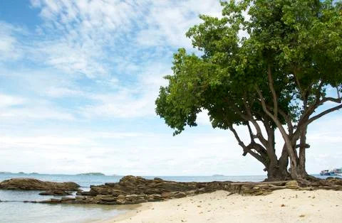 Big tree on the beach Stock Photos