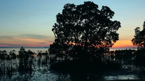 Big Tree on the beach. View of the Koh Phangan sunset. Seashore landscape, Th Stock Footage 90617168