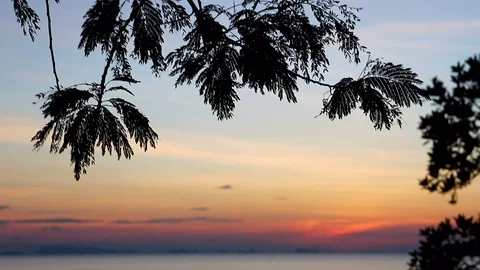 Big Tree on the beach. View of the Koh Phangan sunset. Seashore landscape, Th Video stock 90617171