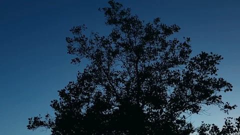 Big Tree on the beach. View of the Koh Phangan sunset. Seashore landscape, Th Video stock 90617244