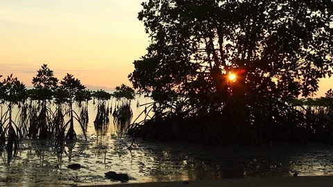Big Tree on the beach. View of the Koh Phangan sunset. Seashore landscape, Th Video stock 90617349