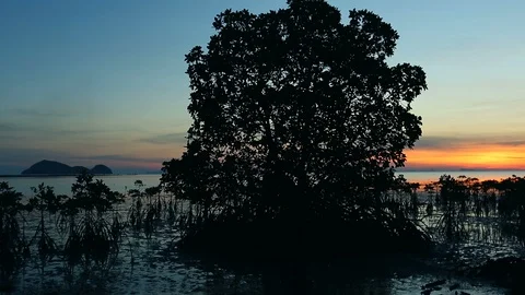 Big Tree on the beach. View of the Koh Phangan sunset. Seashore landscape, Th Video stock 90617423