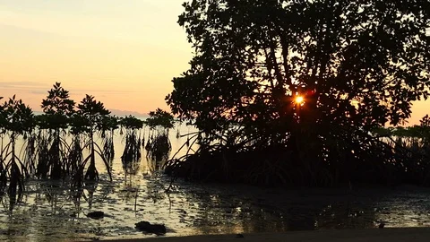Big Tree on the beach. View of the Koh Phangan sunset. Seashore landscape, Th Video stock 90617691