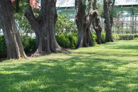 A big tree in a beautiful garden Stock Photos