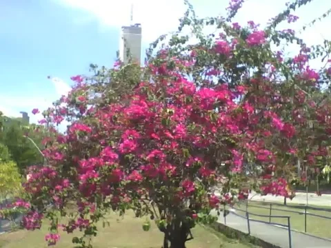 A big tree, with beautiful red spring flowers in the park Stock Footage 163679972