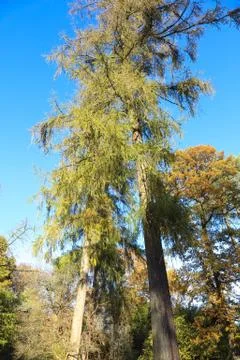 Big tree from below with blue sky Stock Photos