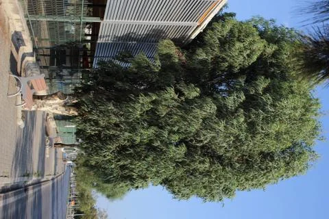 Big tree between city bazaar and road Stock Photos