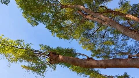 A big tree with big branches Stock Footage 296680421