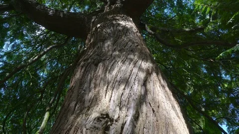 Big tree with big trunk and branches Stock Footage 69884437