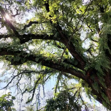 Big tree with big trunk, top view Stock Photos