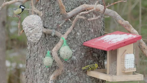 A big tree with the bird feeder on the side Stock Footage 244265110